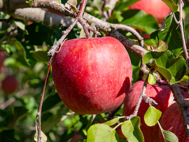 長野県山ノ内町 中山農園サンふじ 約5kg