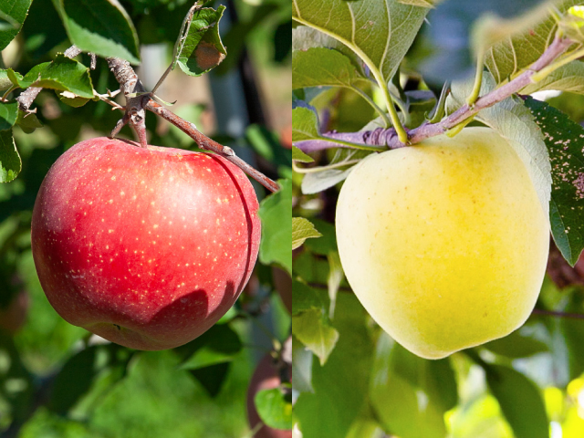 荻原農園 サンふじ＆シナノゴールド