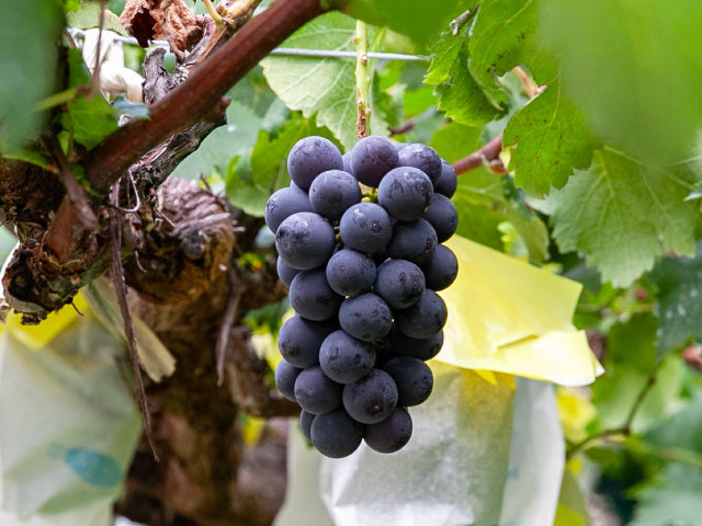 流園　種無し巨峰