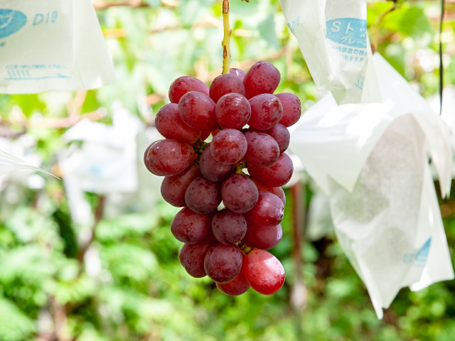 流園のスカーレット 約1.5kg