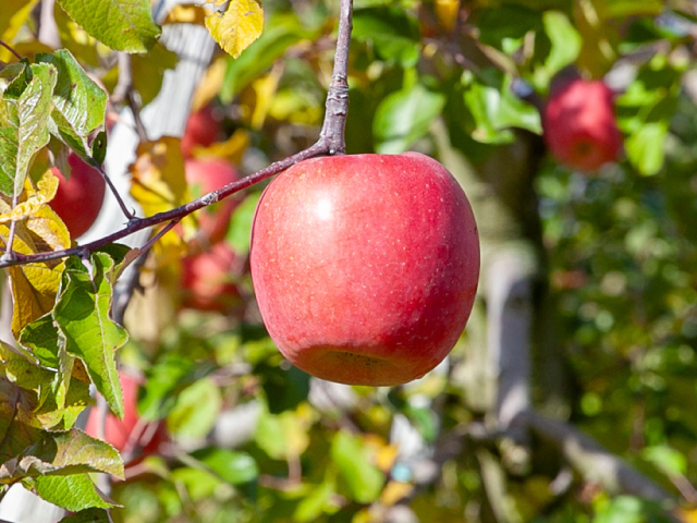流園のサンふじ約3kg【訳あり】