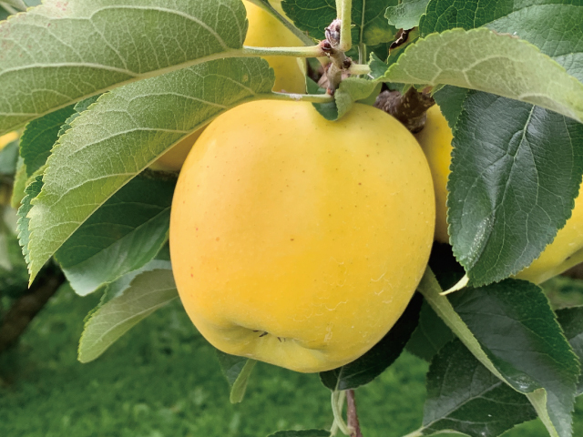 土恵シナノゴールド