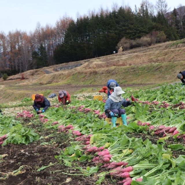 奈川,信州伝統野菜,保平かぶ,漬物,甘酢漬け,お土産,お取り寄せ,着色料
