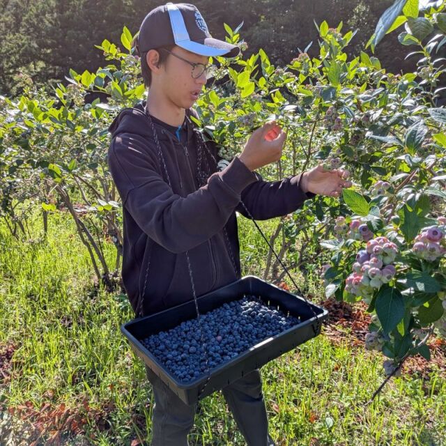 ブルーベリージャム