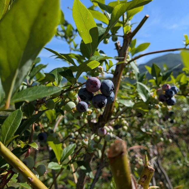 ブルーベリージャム