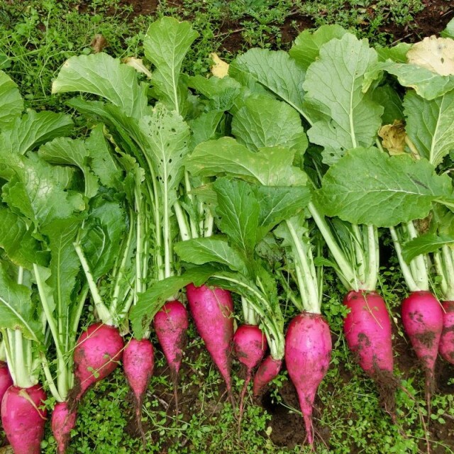 奈川,信州伝統野菜,保平かぶ,漬物,甘酢漬け,お土産,お取り寄せ,着色料
