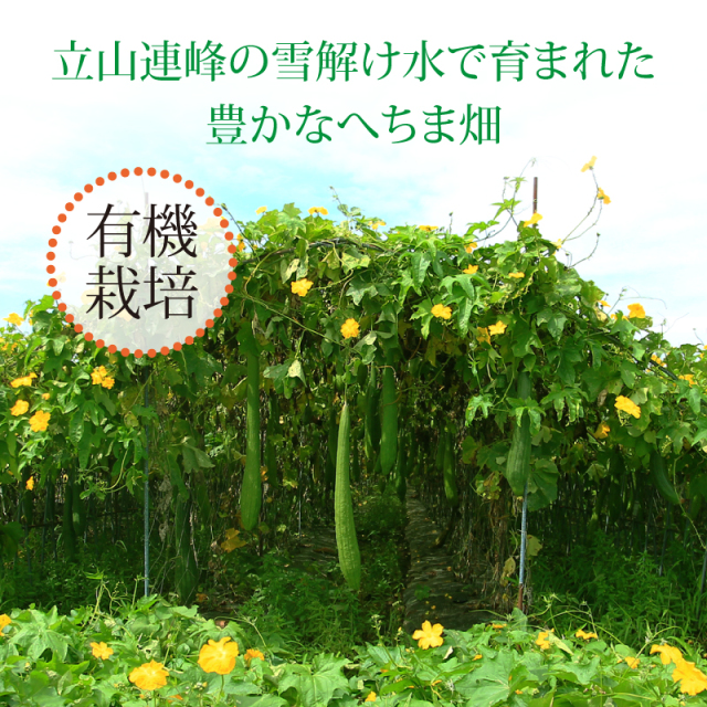 公式 無添加へちま化粧水 なごころへちま水