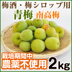 青梅 南高梅 農薬不使用（無農薬）