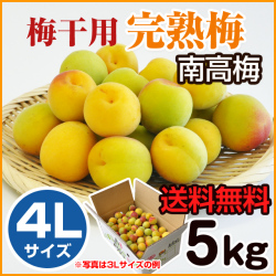 完熟梅