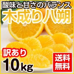 和歌山　八朔（はっさく）