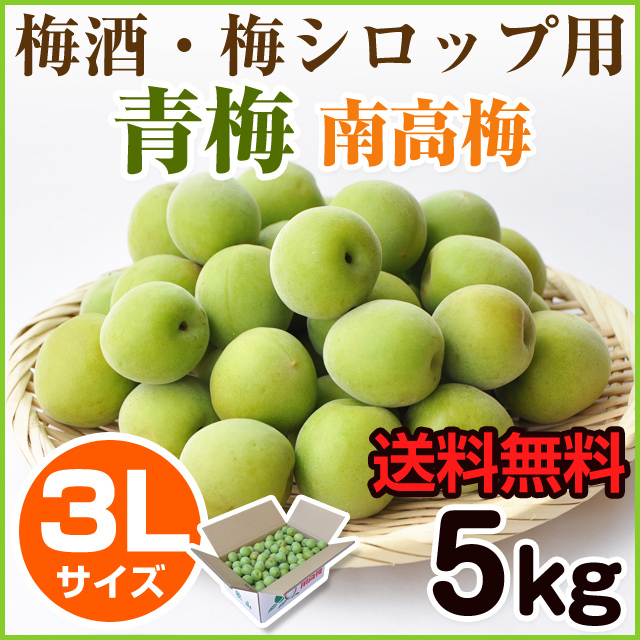 手摘み青梅（紀州南高梅） 5kg （3Lサイズ） みなべ町産など | 和歌山 