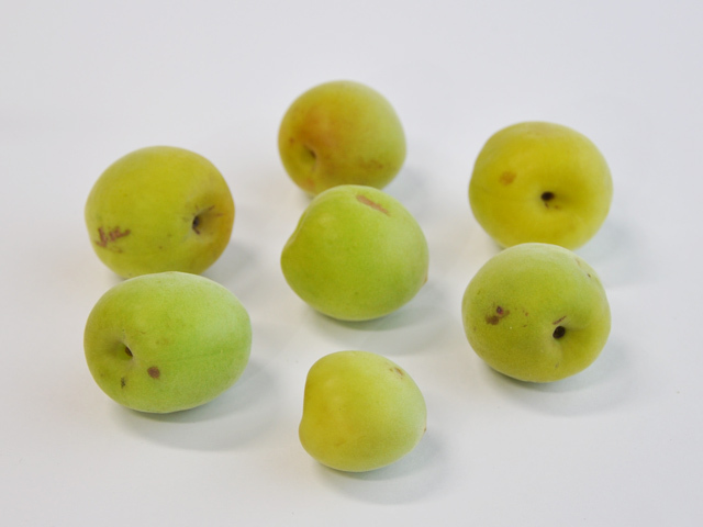 訳あり】手摘み青梅（南高梅） 10kg 【送料無料】 | 和歌山の農家産直  