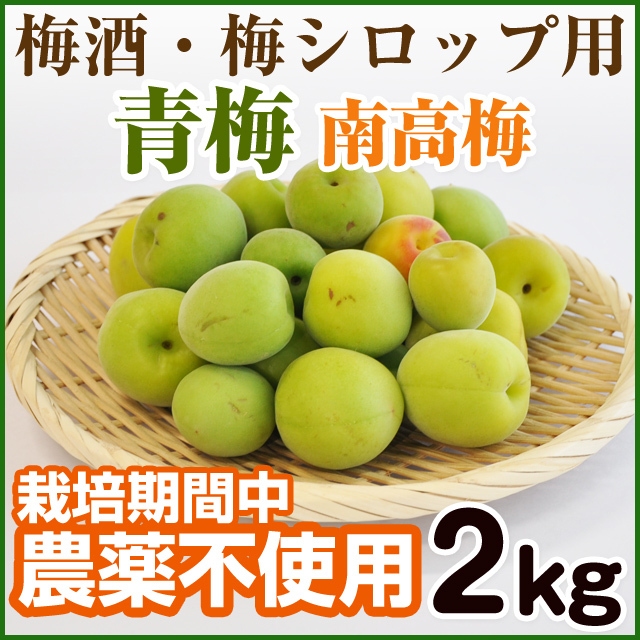 農薬不使用】 青梅（南高梅） 2kg （無農薬） 和歌山県みなべ町産 