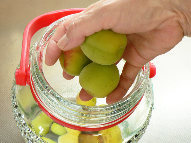 手摘み青梅（南高梅） 10kg （2Lサイズ） 業務用 【送料無料  