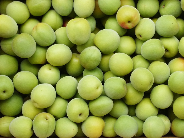 手摘み青梅（南高梅） 10kg （大粒3Lサイズ）業務用 【送料無料  