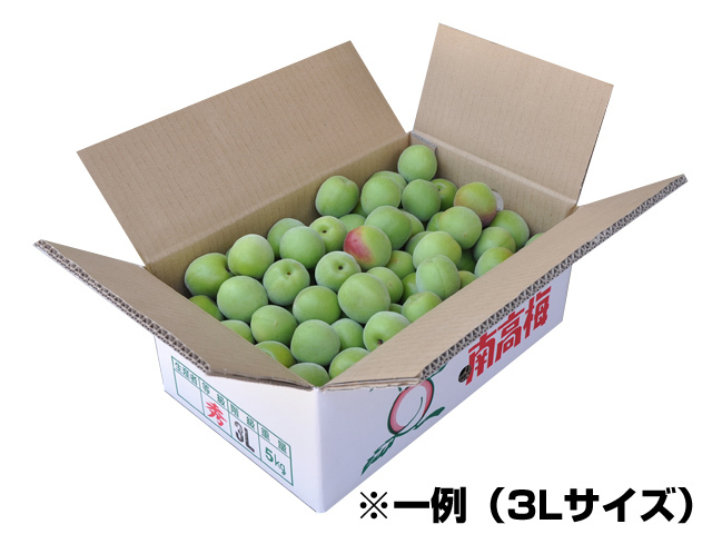 手摘み青梅（紀州南高梅） 5kg （3Lサイズ） みなべ町産など | 和歌山 