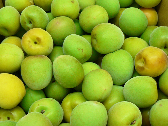 訳あり】手摘み青梅（南高梅） 10kg 【送料無料】 | 和歌山の農家産直  