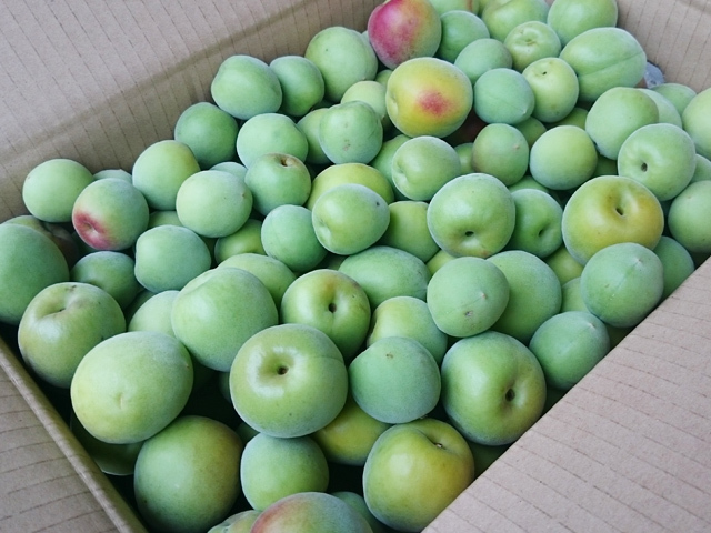 訳あり】手摘み青梅（南高梅） 10kg 【送料無料】 | 和歌山の農家産直  