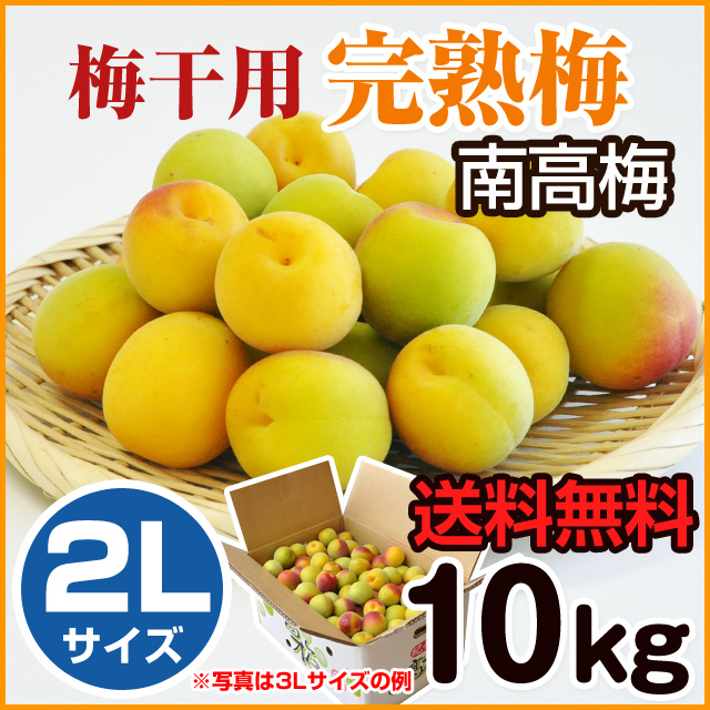 完熟梅 梅干用 （南高梅） 10kg （2Lサイズ） 送料無料 みなべ産 