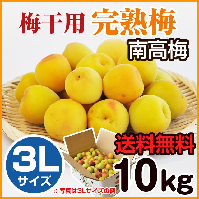 完熟梅 梅干用 （南高梅） 10kg （3Lサイズ） 送料無料 みなべ産  