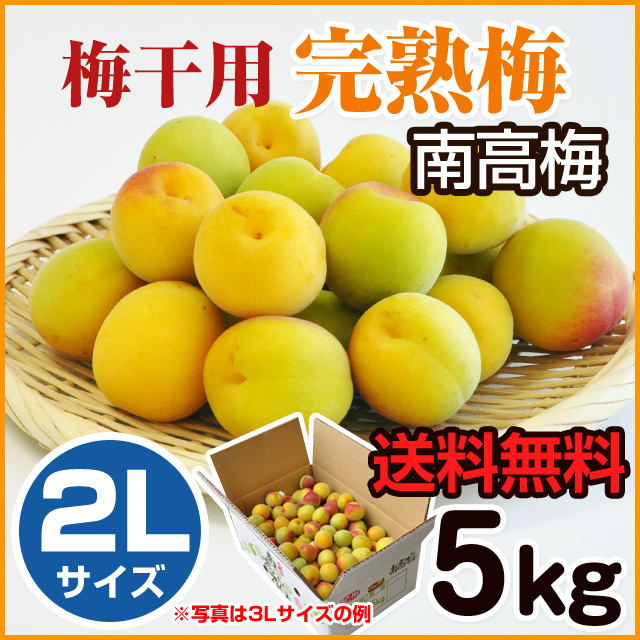 完熟梅 梅干用 南高梅 5kg 2lサイズ みなべ産 和歌山の農家産直通販 販売 和味