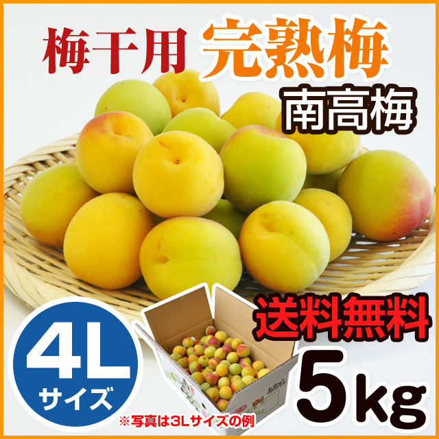 完熟梅 梅干用 （南高梅） 5kg （4Lサイズ） みなべ産 | 和歌山の農家 