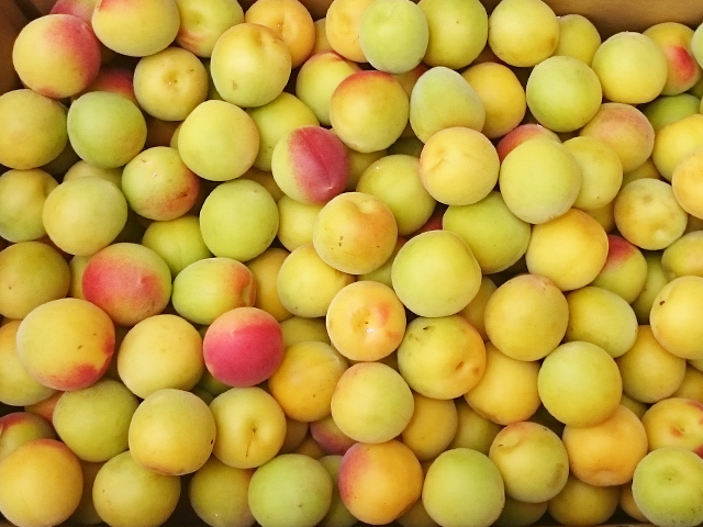 完熟梅 梅干用 （南高梅） 10kg （3Lサイズ） 送料無料 みなべ産  