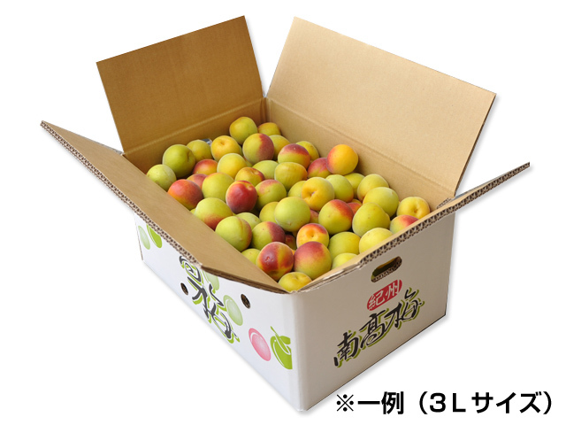 完熟梅 梅干用 （南高梅） 10kg （2Lサイズ） 送料無料 みなべ産 