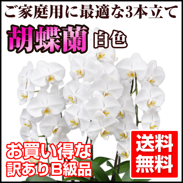 胡蝶蘭 訳ありB級品 ホワイト（白色） 大輪 3本立て 30～35輪前後
