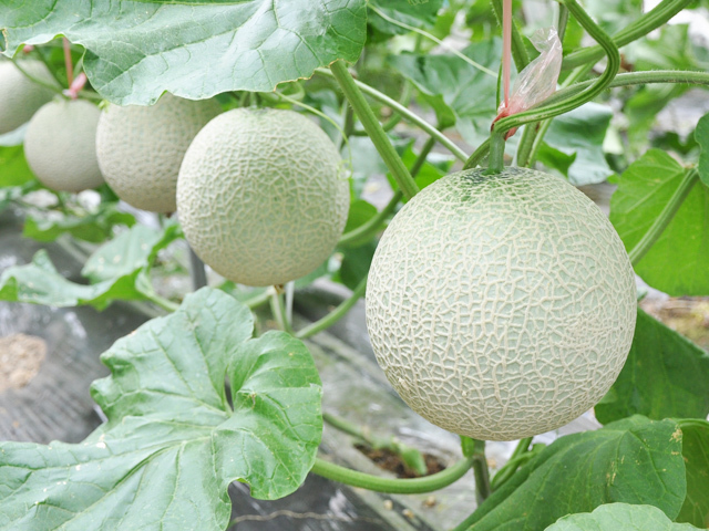 山形県産 JAそでうら クインシーメロン 優品以上 大玉3Lサイズ 約5キロ（4玉入り） 送料無料 メロン めろん ギフト 夏ギフト お中元  御中元｜産直だよりの通販・お取り寄せなら【ぐるすぐり】 激安【大玉】九州産　アールスメロン　2玉　5Lサイズ　《全国送料無料》