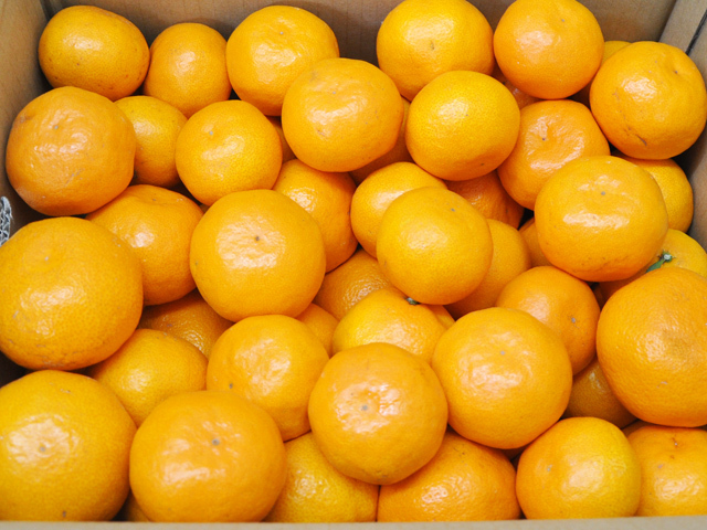 完熟若野みかん 10kg 送料無料 | 和歌山の農家産直通販・販売-和味