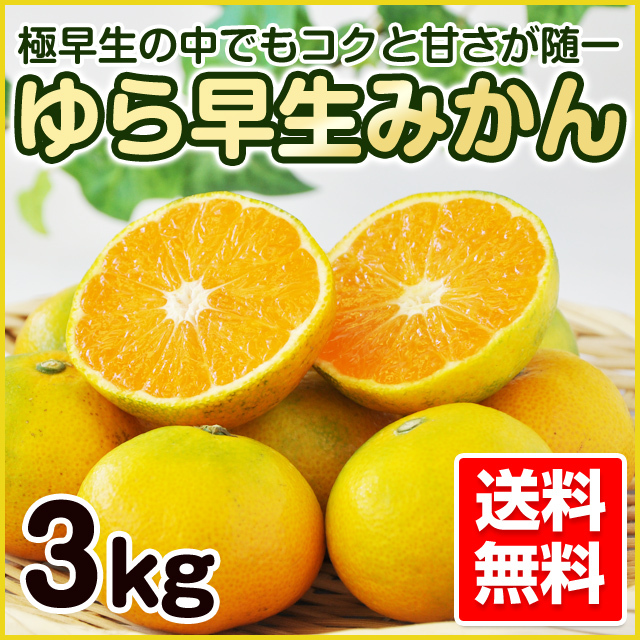 ゆら早生みかん 4年生 苗木（ゆら早生みかん 極早生 4年生 実つき 