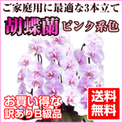 胡蝶蘭 訳ありB級品 ホワイト（白色） 大輪 3本立て 30～35輪前後
