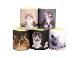 トイレットペーパー 販促用 仔猫 5種類アソート ダブル30m 個包装50個