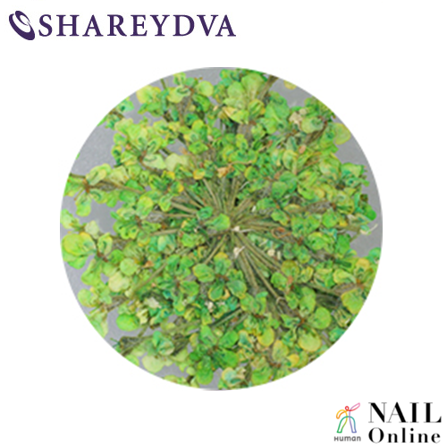 Shareydva 旧pieadra レースドライフラワー グリーン