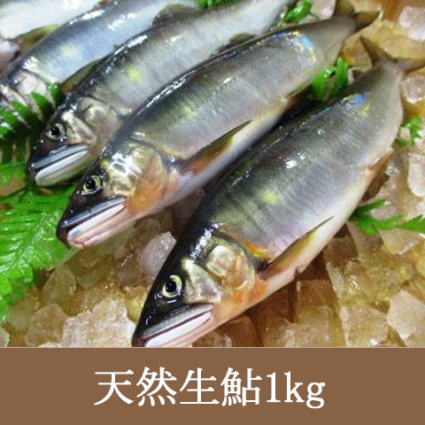 限定販売 1000off【天然生鮎1k6-11尾巨大】※着日指定有の場合冷凍発送