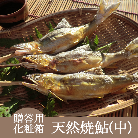 化粧箱【天然焼鮎中サイズ】