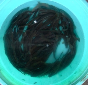 天然どじょう てんねんどじょう テンネンドジョウ 川魚 かわざかな カワザカナ 淡水魚 たんすいぎょ タンスイギョ