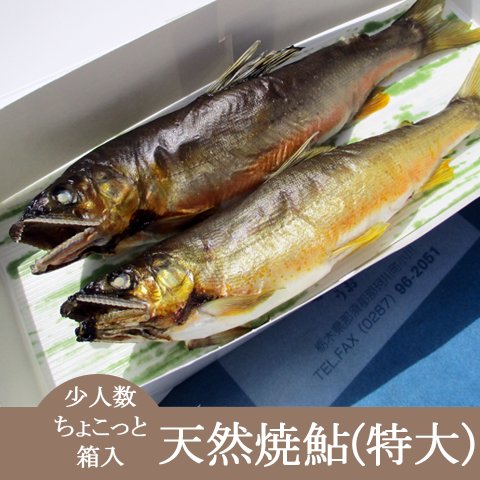 敬老会・ちょっとしたお礼・お土産・集会配布品におススメ!【ちょこっと箱入天然焼鮎特大サイズ】