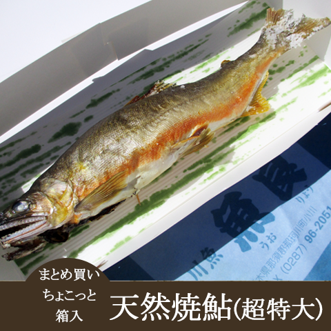 まとめ買い【ちょこっと箱入天然焼鮎超特大サイズ】