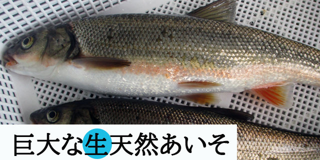 お客様の声にお応えして試験販売!「巨大天然生あいそ」1kg(5-6尾)