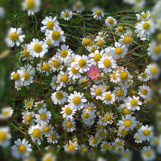 chamomile