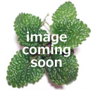 画像は少しお待ちくださいね