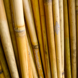 葦（篳篥臚舌製作用の材料）