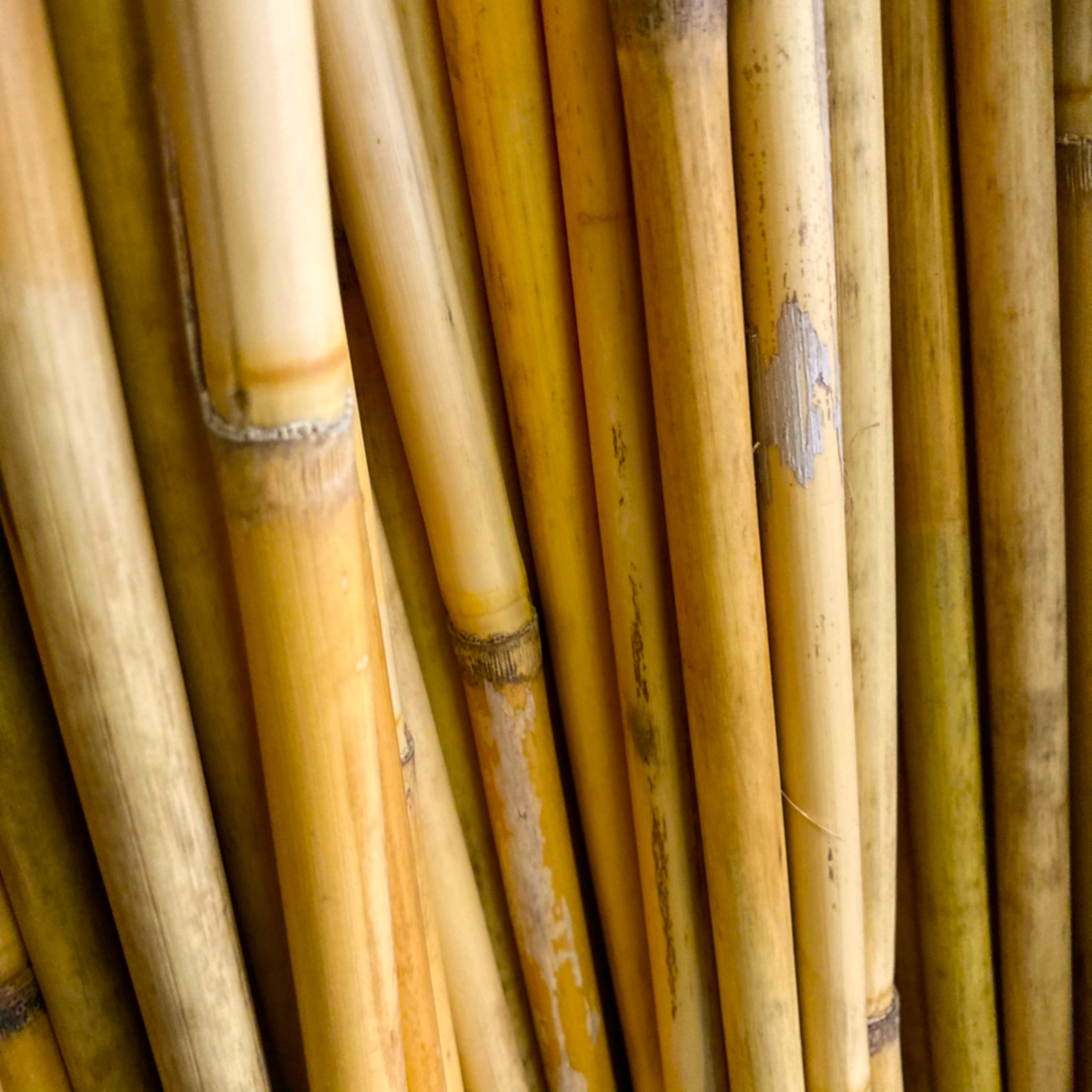 葦（篳篥臚舌製作用の材料）