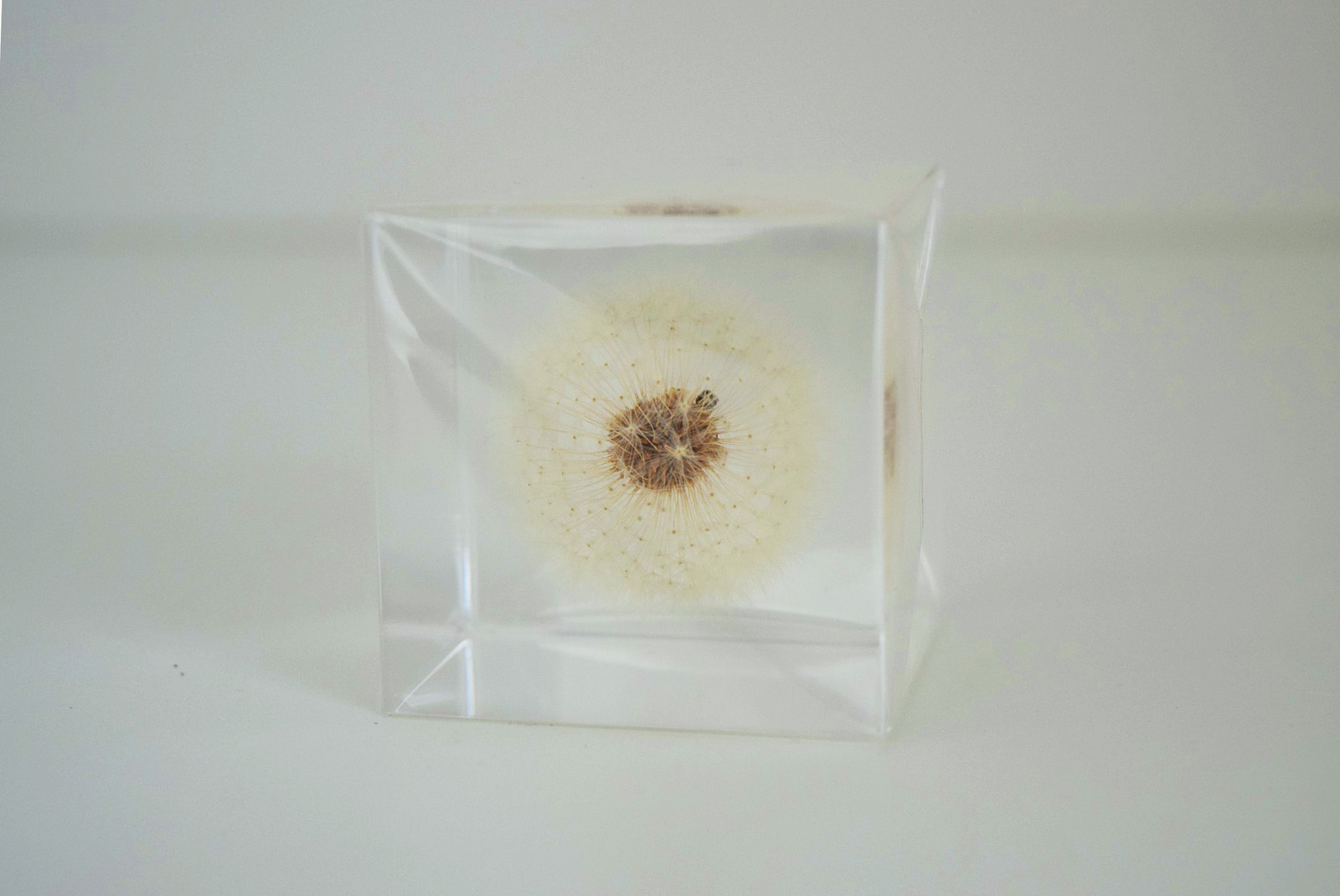 タンポポ（5ｃｍ）