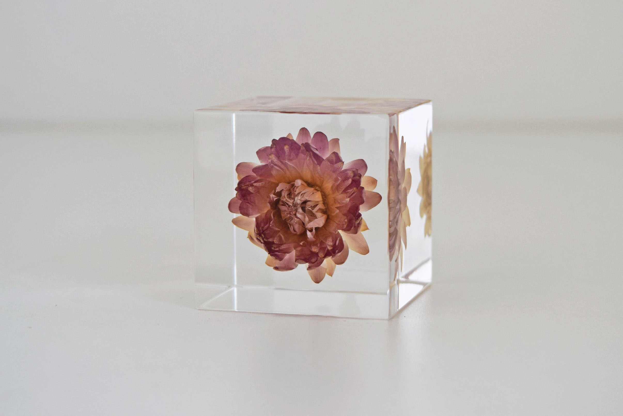 Sola cube] 【数量限定】ヤエベニシダレ - ならの実