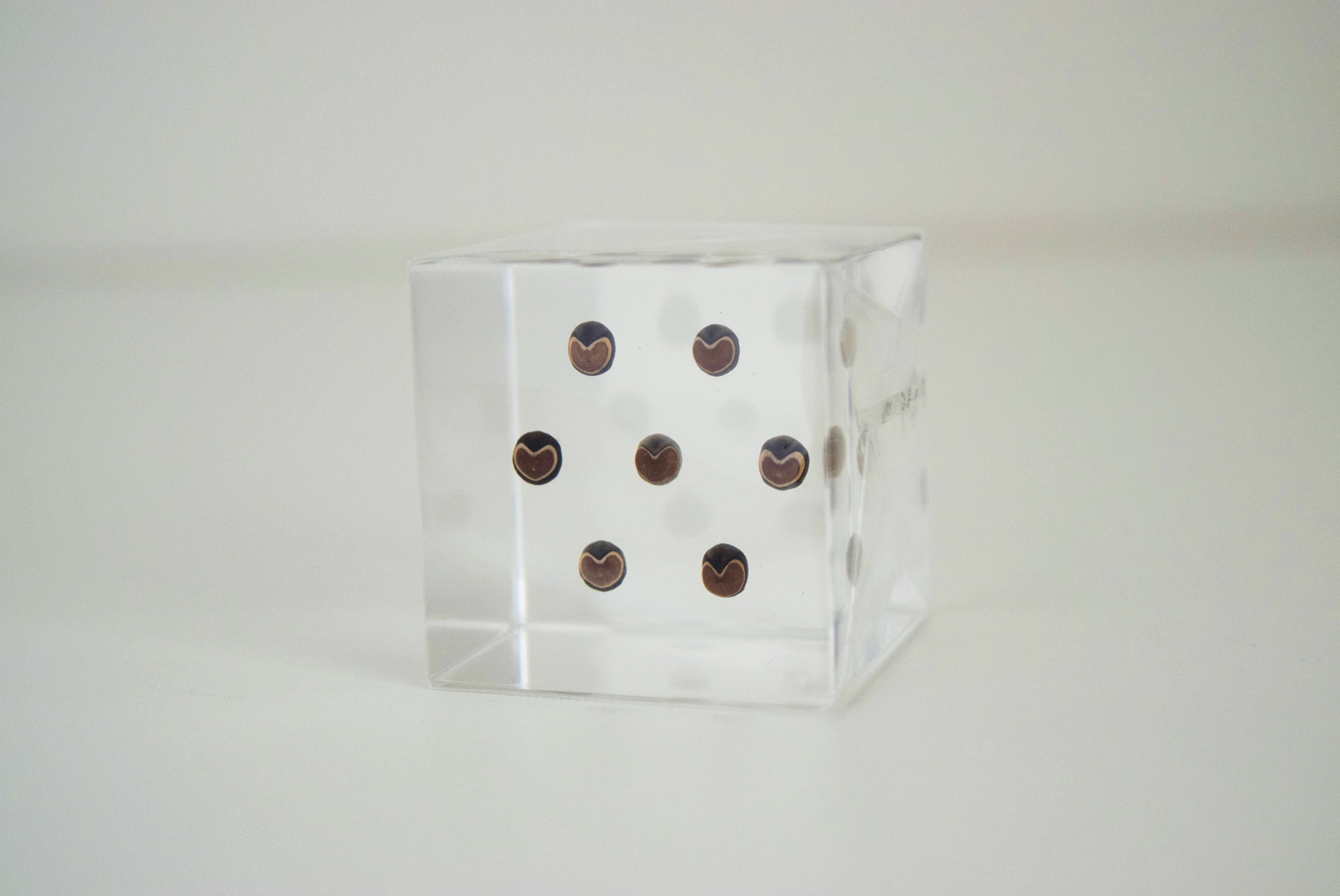 フウセンカズラ