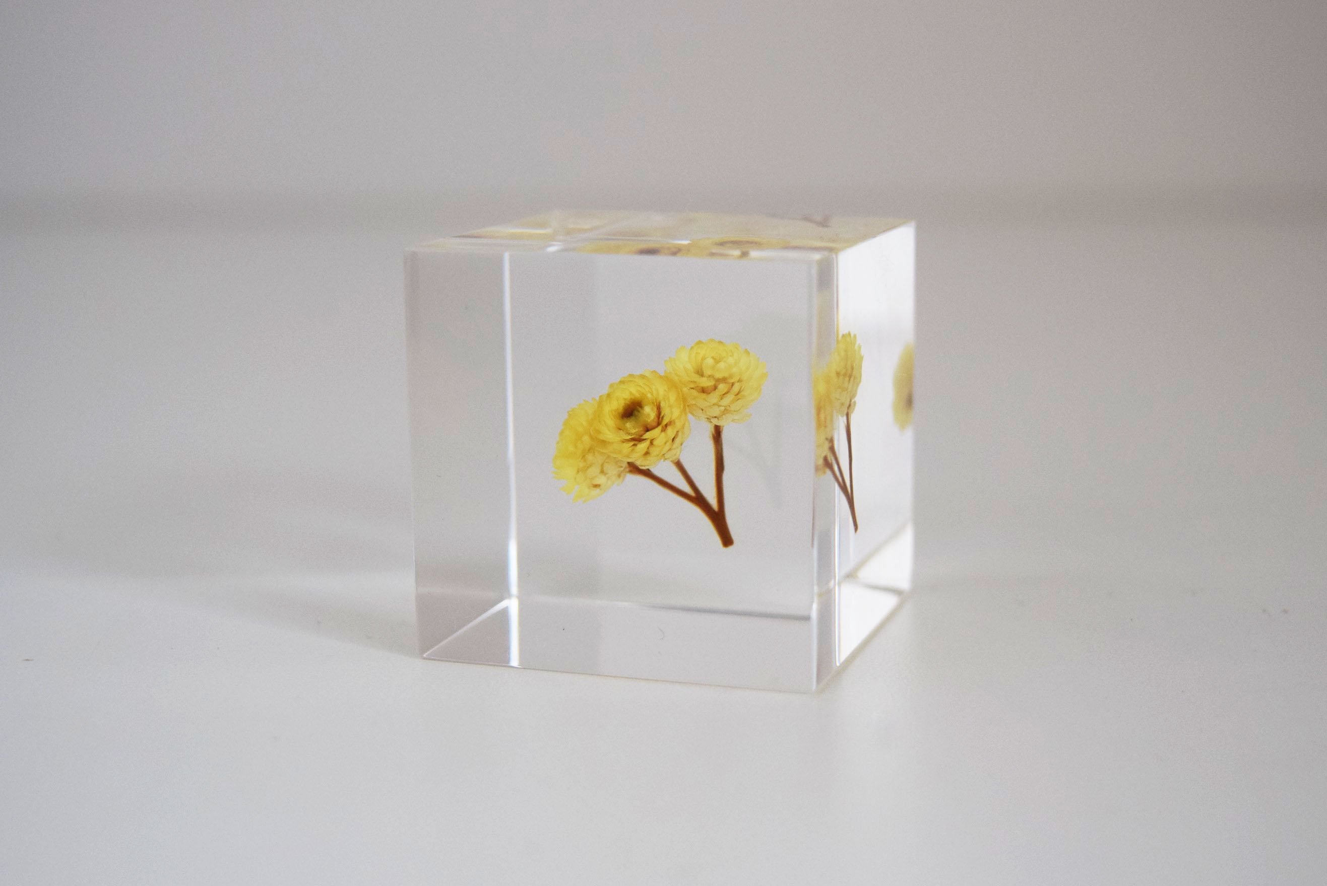 Sola cube] 【数量限定】ヤエベニシダレ - ならの実