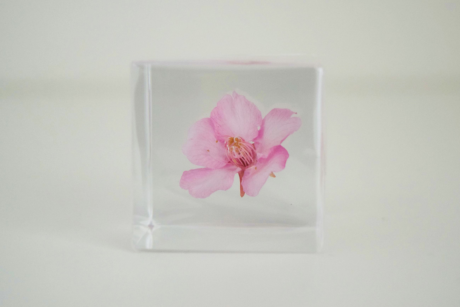 Sola cube] 【数量限定】ヤエベニシダレ - ならの実